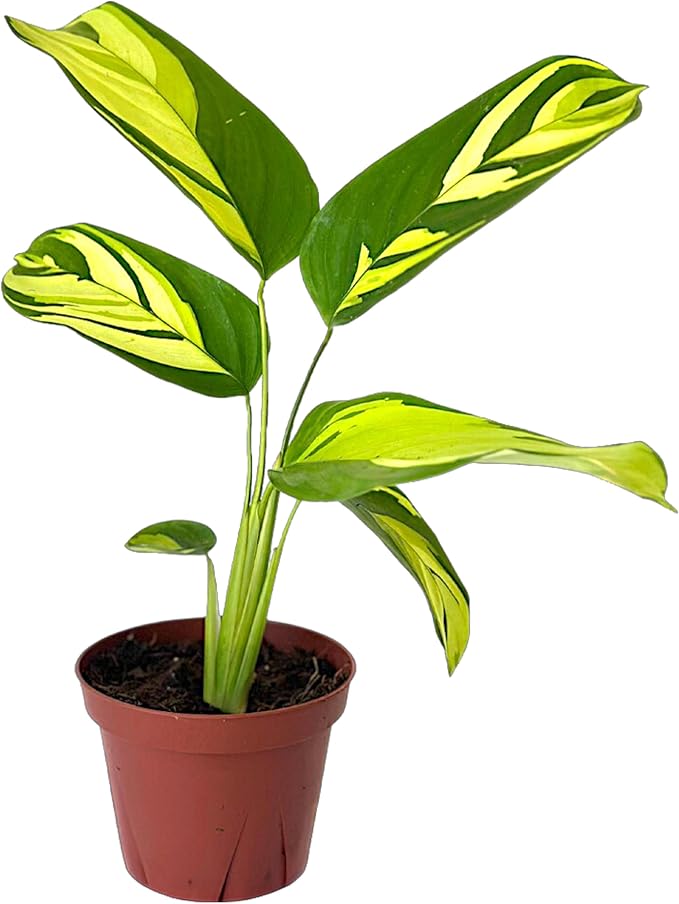 Calathea Pilosa | Live Plant in a 6″ Growers Pot, Live Indoor Houseplant, Easy to Grow, Easy Care, Low Maintenance, Includes UniHeat Pack for Winter Protection