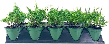 Shimpaku Juniper | 1 Live 4 Inch Pot | Pre-Bonsai Juniperus Chinensis Plants | Symbol of Harmony Balance Meditation and Peace