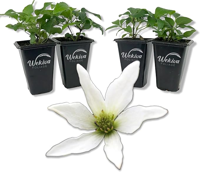 Clematis Sweet Autumn Paniculata - 4 Live Starter Plants in 2 Inch Growers Pots - Starter Plants Ready for The Garden - Rare Clematis for Collectors