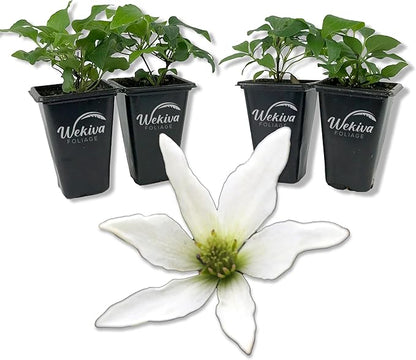 Clematis Sweet Autumn Paniculata - 4 Live Starter Plants in 2 Inch Growers Pots - Starter Plants Ready for The Garden - Rare Clematis for Collectors
