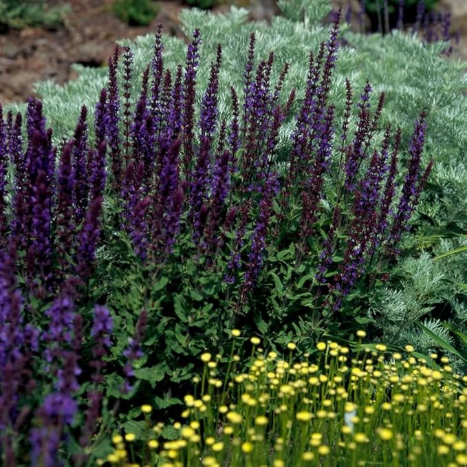 2 Vibrant Sage Salvia Live Plants, Fragrant Perennial Sage Plants Live for Spring Planting, Summer Planting, 5 to 10 Inches in Tall, (Mix)
