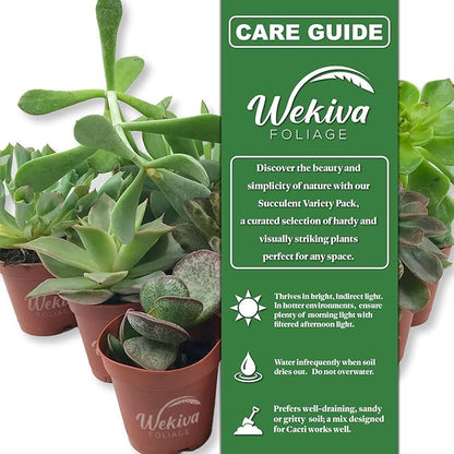 Succulent Variety Pack - 5 Live Starter Plants in 2 Inch Pots - Grower's Choice - Easy Care Drought Tolerant Houseplants