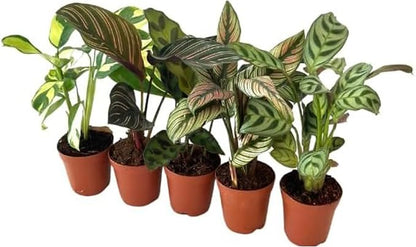 Calathea Assorted Starter Pack - Calathea Live Plants 5 Pack in 2 inch Pot- Pet Safe Air Purifying Indoor House Plants Flowers for Home Office Wedding Decor & Birthday Gift (Heat Pack Included)