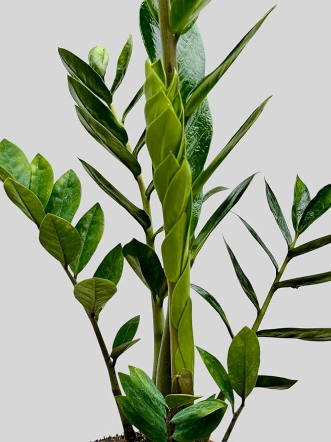 ZZ Plant in 6-inch Pot, Green Zamioculcas Zamiifolia, Indoor Air Purifying Plant for Home and Office Decor (1)