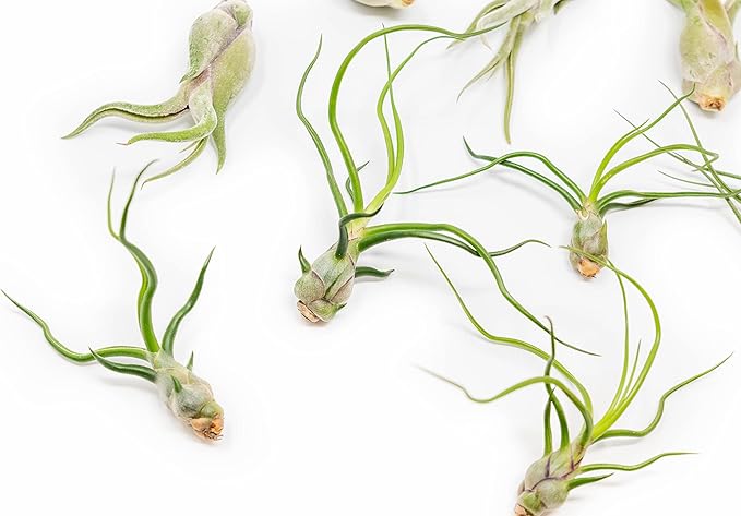 Pack of Wild Ones Air Plants -Tillandsia Caput Medusae, Butzii & Bulbosa Guatemala - Available in Wholesale and Bulk - Home and Garden Decor- Easy Care Indoor/Outdoor Air Plants (Pack of 25)