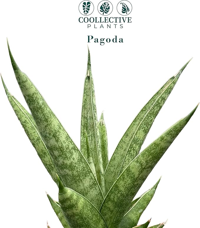 CoollectivePlants Sansevieria Pagoda Green – Live Snake Plant in 4″ Grower’s Pot, Layered Foliage, Easy Care Indoor Houseplant - Includes UniHeat Pack for Winter Protection