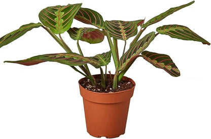 Maranta Red Prayer Live Plant for Indoor | Different Houseplants in 3'' Pot | Real House Plant for Living Room, Office, Desk & Bathroom | Prayer Plant