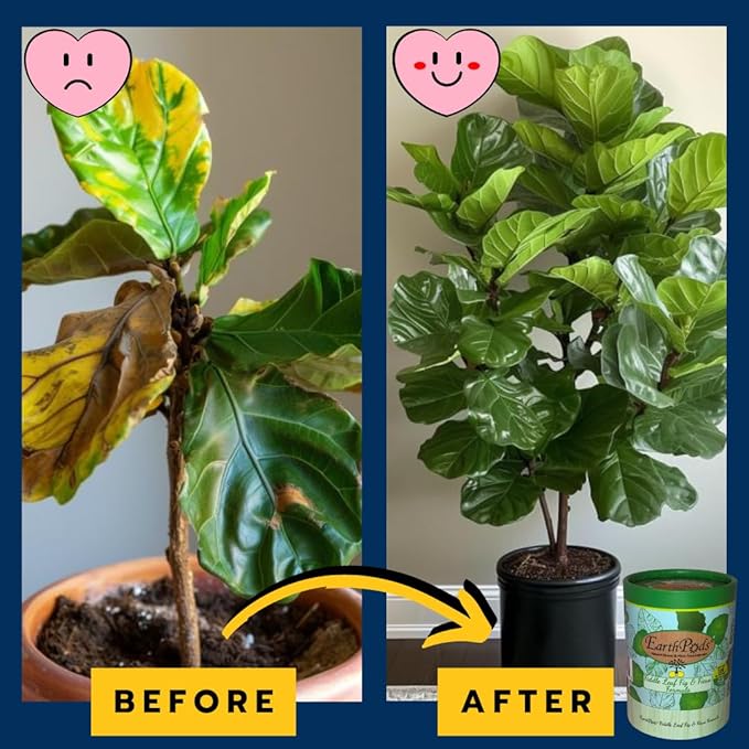 EarthPods® Fiddle Leaf Fig Plant Food Spikes – 100 Organic Fertilizer Capsules for Monstera, Ficus, Rubber Tree, Dracaena, Pothos, Calathea - Made in USA