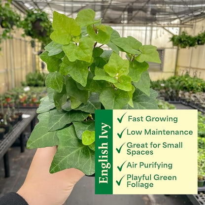 Thorsen's Greenhouse Live Green English Ivy Plant, Hedera Helix, Natural Air Purifier, Easy to Grow, Live Indoor Houseplant, 4" Diameter Pot (Lavender)