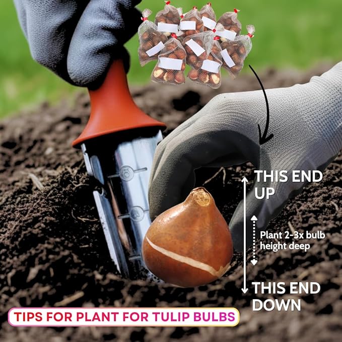 10 Tulip Bulbs for Fall Planting Bulk, Tulip Bulb, Perennial Flower Bulbs for Garden Growing, Tulip Bulbs Bulk (Double Mix)