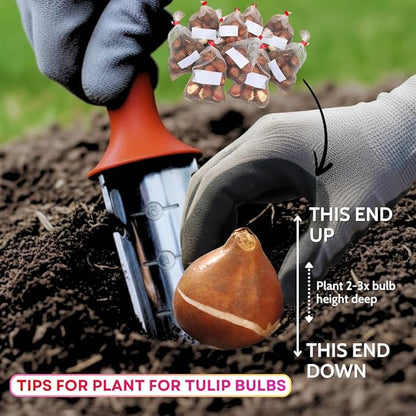 10 Tulip Bulbs for Fall Planting Bulk, Tulip Bulb, Perennial Flower Bulbs for Garden Growing, Tulip Bulbs Bulk (Double Mix)