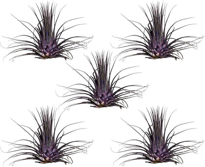 Air Plants - Tillandsia Ionantha - Organically Enhanced Color - Live Arrival Guaranteed - House Plants for Home Decor & Gift (Purple Pansy 5pk)