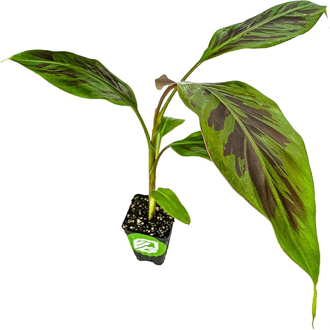 Zebrina Rojo Banana Tree Live Plant - Musa acuminata - Wellspring Gardens Starter Plant- Easy to Grow Starter Plants Great for Nature Lovers & Gardeners- Outdoor Planting in Home, Garden, Patio & Yard