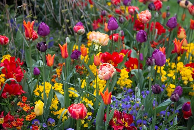 5 Dordogne Tulip Bulbs – Vibrant Purple & Yellow Blooms – Perfect for Cut Flowers & Spring Gardens – Hardy & Easy to Grow Perennial Tulips