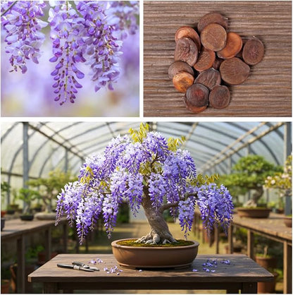 Chinese Wisteria Bonsai Tree Seedling for Planting - 1 Year Old Well Rooted Seedling - Fast-Growing Ornamental Tree with Violet-Purple Flowers and Fragrant Sweet Scent
