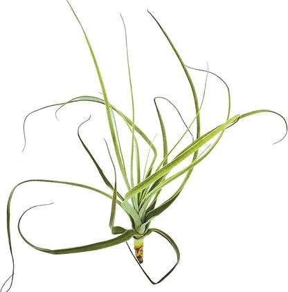 ragnaroc Air Plants - Tillandsia Straminea Jumbo 6-9" - 1ct - Live Arrival Guaranteed - House Plants for Home Decor & Gift