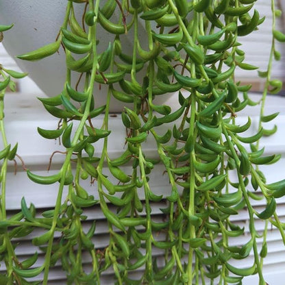String of Banana Live Plants, Easy Indoor Trailing Succulent in 4" Pot, Hanging Succulent Houseplant Indoor Outdoor Planting