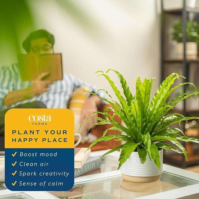 Costa Farms Bird's Nest Fern Live Plant in Plastic Pot, Air Purifying Indoor Houseplant, Perfect for Home, Room, or Office Decor, Great House Warming or Birthday Gift, 12-18 Inches Tall