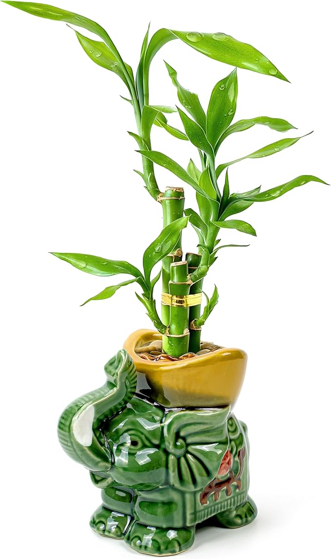 Lucky Bamboo 3-Stalk Set with Pebbles in Elephant Gold Ingot Pot – 6'' 6'' 8'' Live Plant for Wealth and Prosperity