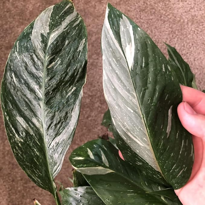 Peace Lily Plant Indoor Live, Well Rooted Peace Lily House Plant, White Flower, Plant Peace Lily Houseplant (Variegated)