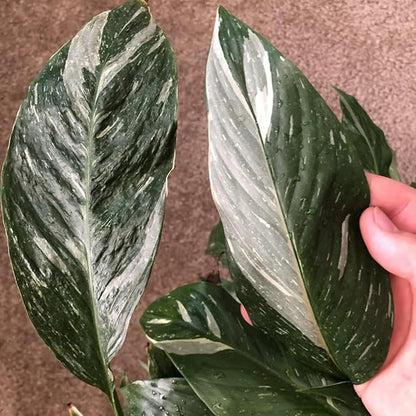 Peace Lily Plant Indoor Live, Well Rooted Peace Lily House Plant, White Flower, Plant Peace Lily Houseplant (Variegated)