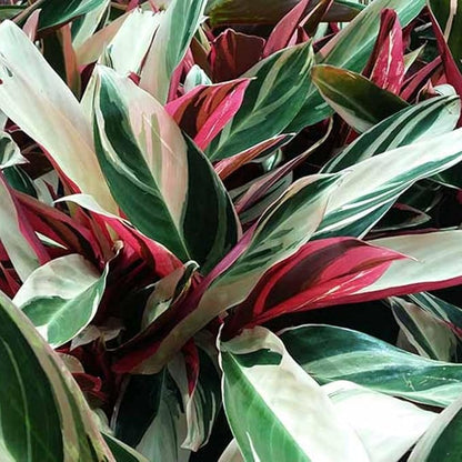 Tricolor Prayer Live Plant, Perennial Plant 4-8 Inches, Indoor Tricolor Prayer Plant Live for Garden, Foliage Starter Houseplant