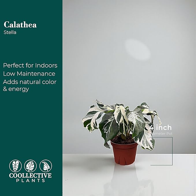 CoollectivePlants Calathea Stella – Calathea Plant Live in 4″ Grower’s Pot, Live Indoor House Plants, Low Maintenance Houseplant