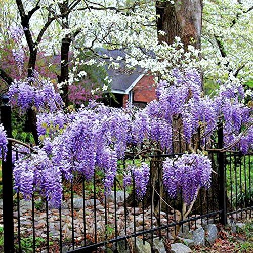 Blue Moon Wisteria Vine - Massive Foot Long Fragrant Flowers - Attract Hummingbirds - 2 - Year Plant by - Japanese Maples and Evergreens®