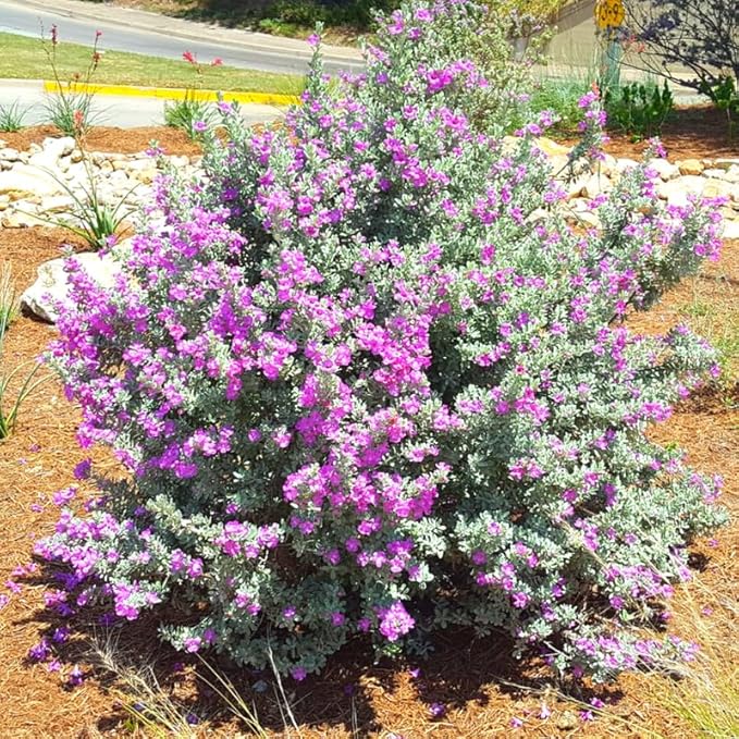2 Vibrant Sage Salvia Live Plants, Fragrant Perennial Sage Plants Live for Spring Planting, Summer Planting, 5 to 10 Inches in Tall, (Texas)