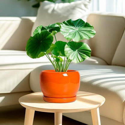 SQOWL Ceramic Pot for Plants - 8 Inch Plant Pot Indoor Outdoor, Modern Round Planter with Drainage Hole and Saucer, Decorative Planter for Flower, Office Decor, Garden Gifts for Women, Orange