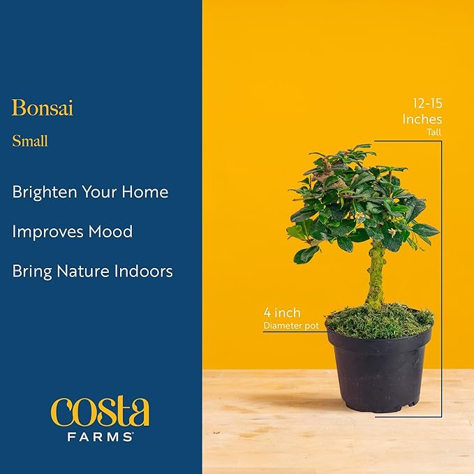 Costa Farms Bonsai Miniature Tree Live Plant in Decorative Pot, Indoor Houseplant, Perfect for Home, Room, or Office Decor, Great House Warming or Birthday Gift, 12-15 Inches Tall
