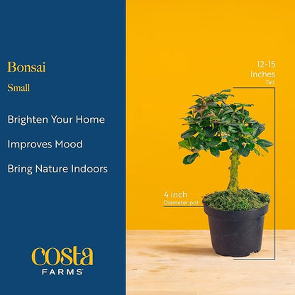 Costa Farms Bonsai Miniature Tree Live Plant in Decorative Pot, Indoor Houseplant, Perfect for Home, Room, or Office Decor, Great House Warming or Birthday Gift, 12-15 Inches Tall