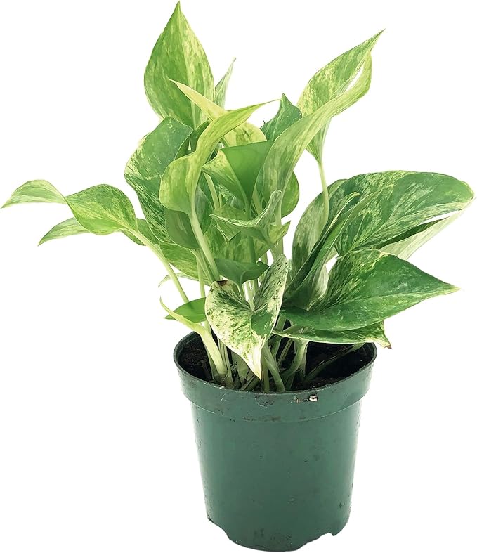 Live Pothos Plant - Epipremnum aureus ‘Marble Queen Pothos’ - ragnaroc Tropical Plant 5-8” Tall - 1ct Live Arrival Guaranteed - Low Maintenance House Plants for Home Decor & Gift