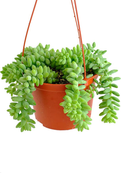Shop Succulents Burro's Tail Hanging Succulent, Sedum morganianum, Fully Rooted Live 6" Succulent Plant with Hanger, Low Maintenance Indoor Plant, Trailing Succulents, Gift & Garden