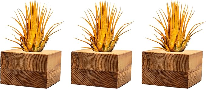 Air Plants - Tillandsia Ionantha - Organically Enhanced Color - Live Arrival Guaranteed - House Plants for Home Decor & Gift (3pk Marigold Tan Singles)