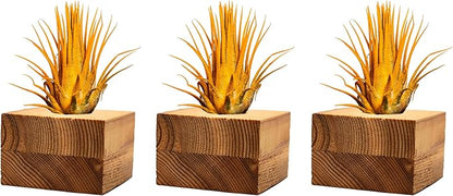 Air Plants - Tillandsia Ionantha - Organically Enhanced Color - Live Arrival Guaranteed - House Plants for Home Decor & Gift (3pk Marigold Tan Singles)