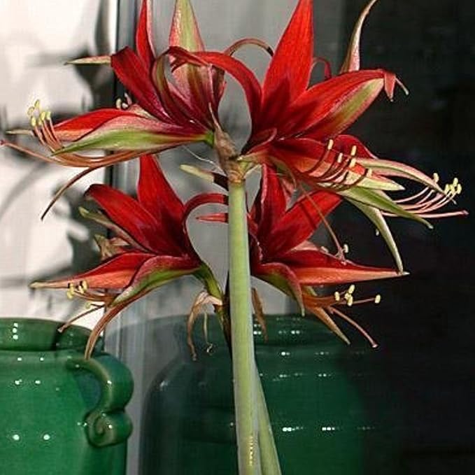 Amaryllis ‘Merengue’ Bulb – Exotic Hippeastrum Cybister, Red Spider Lily Style Blooms, Tropical Tender Perennial, Easy to Grow Indoor Amaryllis Bulb, Rare Flower