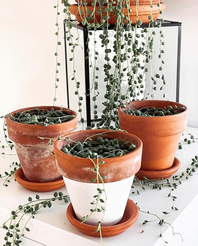 Terracotta Pots - 4 inch, Pack of 12 Small Clay Pots with Drainage Holes and Saucers for Succulents, Cactus, Indoor, Outdoor