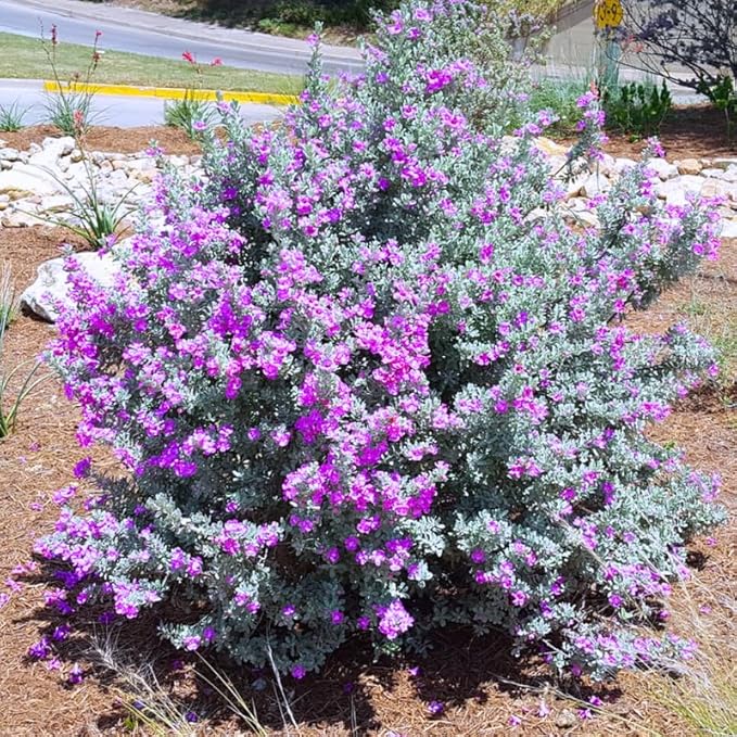 2 Vibrant Sage Salvia Live Plants, Fragrant Perennial Sage Plants Live for Spring Planting, Summer Planting, 5 to 10 Inches in Tall, (Texas)