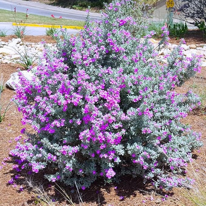 2 Vibrant Sage Salvia Live Plants, Fragrant Perennial Sage Plants Live for Spring Planting, Summer Planting, 5 to 10 Inches in Tall, (Texas)