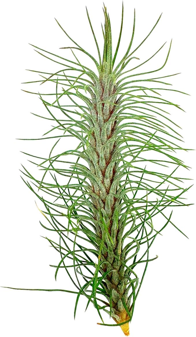 ragnaroc Air Plants - Colombian Tillandsia Funckiana, Large 5" - 2ct - Live Arrival Guaranteed - House Plants for Home Decor & Gift