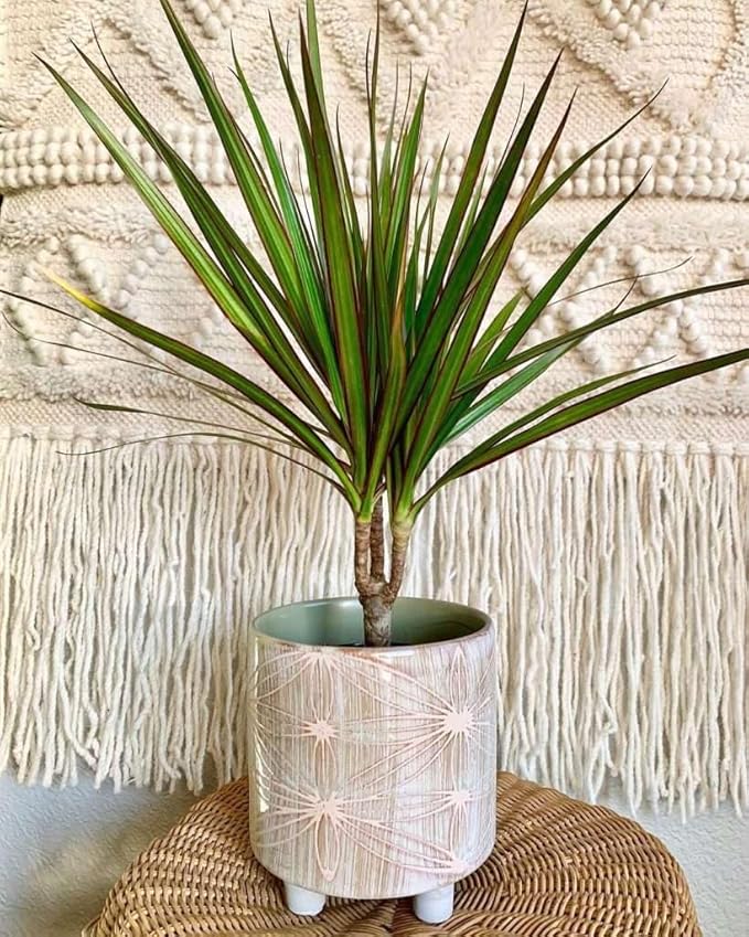 Dracaena Marginata Cane Live Plant for Indoor | Different Houseplants in 4'' & 6'' Pot | Real House Plant for Living Room, Office, Desk & Bathroom | Dragon Tree