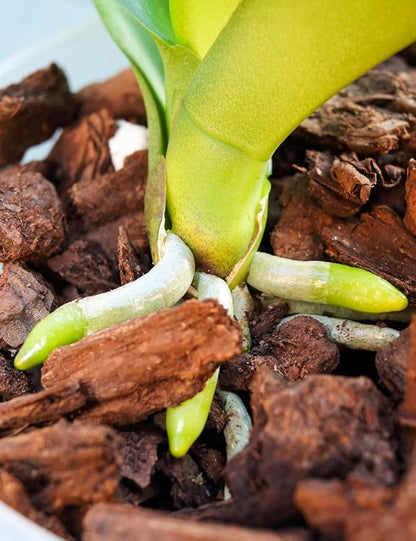 TOYPOPOR Orchid Potting Mix, (10 Quarts)Orchid Bark With Perlite, Potting Soil Medium for Plant Indoor, Pine Bark Wood Chip for Houseplant Fast Drainage, Water Retention, Air Flow and Root Ventilation