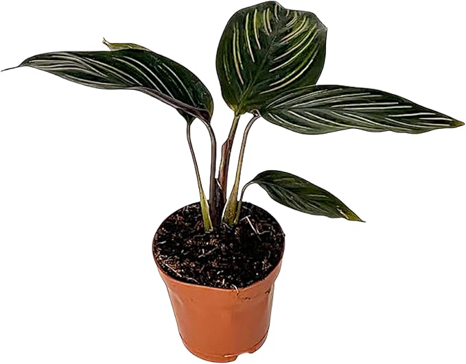 Calathea Beauty Star | Live Plant in a 4 Inch Growers Pot, Live Indoor, Easy to Grow, Easy to Care, and Low Maintenance Houseplant (2" Pot)