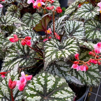 Begonia Plants Live, Rare Begonias Indoor Growing, Hanging Basket, Starter 5 to 9 Inc Tall (Summer)