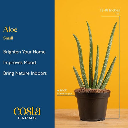 Costa Farms Aloe Vera Live Plants in Plastic Pots, Easy to Maintain, Air Purifying Indoor Succulents, Houseplants for Home, Room, or Office Decor, House Warming or Birthday Gift, 12-18, Pack of 2