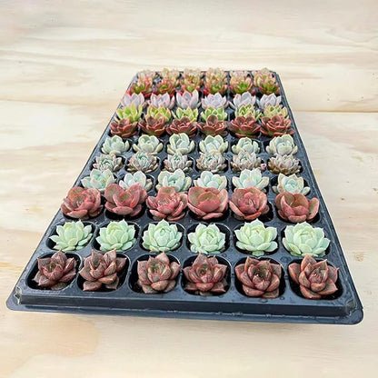 Sprout N Green 1 Assorted Succulents with Root, Live Plants Collection, Without Plant Pot, Great for Gardener Beginner, DIY Projects, Wedding Party Favor, Easy to Care