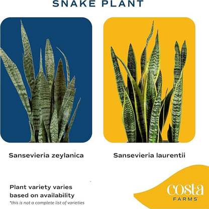 Costa Farms Snake Plant, Live Plants in Plastic Pots, Easy to Maintain, Air Purifying Indoor Succulent Houseplants, Assorted Variety, Home, Room, or Office Decor, Pack of 4, 8-12 Inches Tall