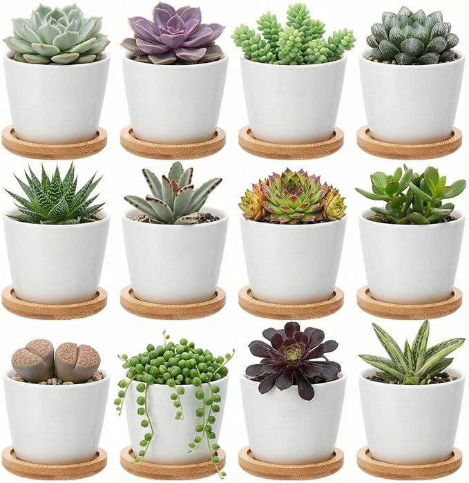 Hsei 12 Pack 2.5 Inch Mini Succulent Plant Pots Small Ceramic Flower Pot with Bamboo Tray Garden Cactus Herb Container, Home Office Decoration for Christmas Birthday Wedding Favor Gifts (White)