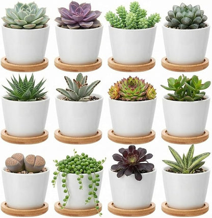Hsei 12 Pack 2.5 Inch Mini Succulent Plant Pots Small Ceramic Flower Pot with Bamboo Tray Garden Cactus Herb Container, Home Office Decoration for Christmas Birthday Wedding Favor Gifts (White)